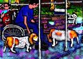 Field of Dogs: before lunch shift=Happy Brithday