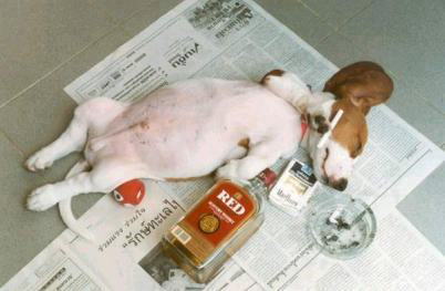 whatyourdogdoeswhenyoure
