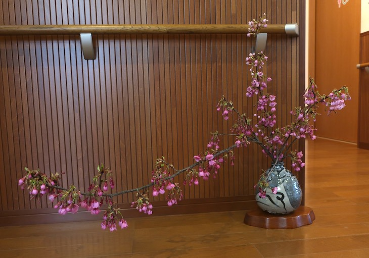 寒緋桜