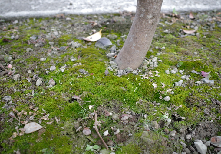 垣根の下の苔
