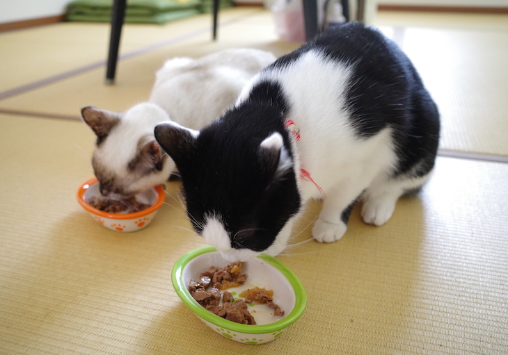 食事中の猫たち