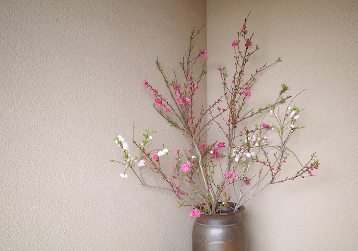 玄関の桃の花