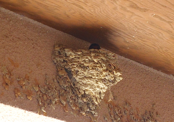 玄関のツバメの巣