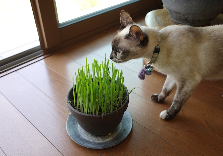 緑がきれいな猫の草