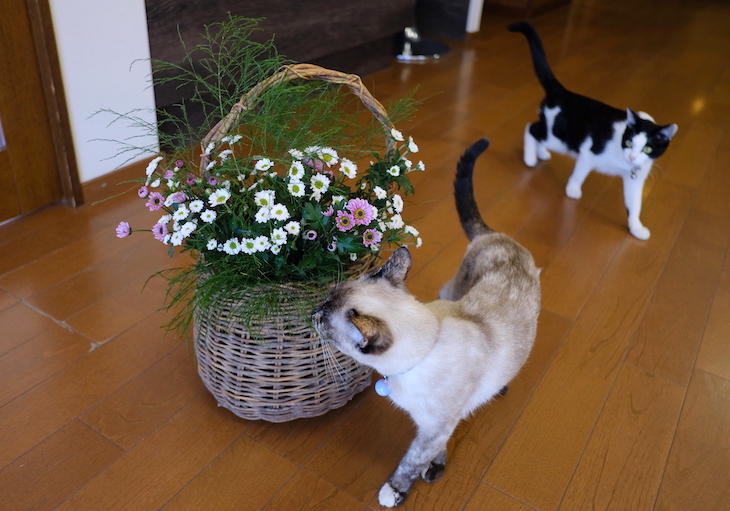 猫たちと生け花