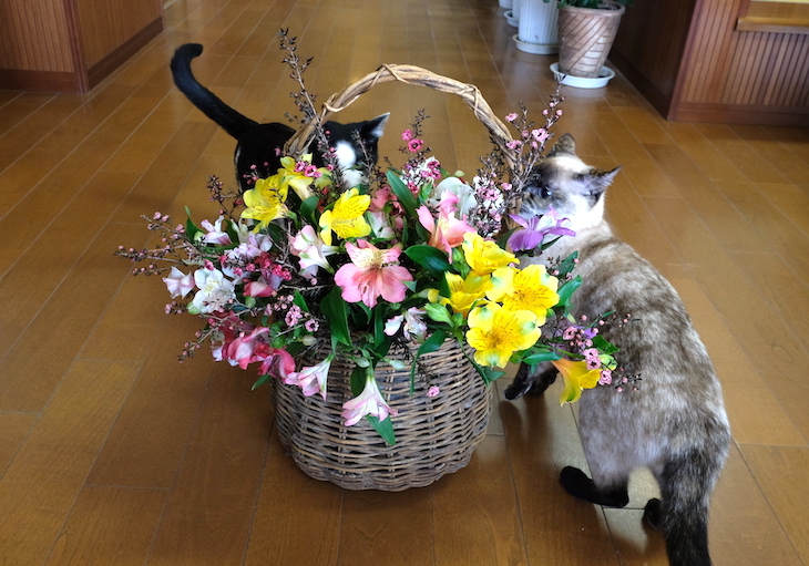 猫と生け花