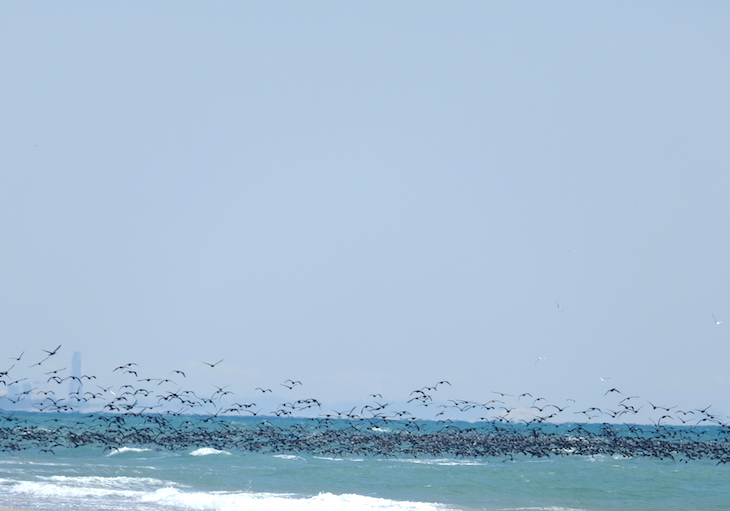 海鳥の集団