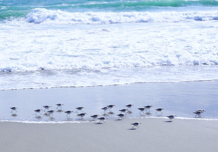 砂浜の海鳥