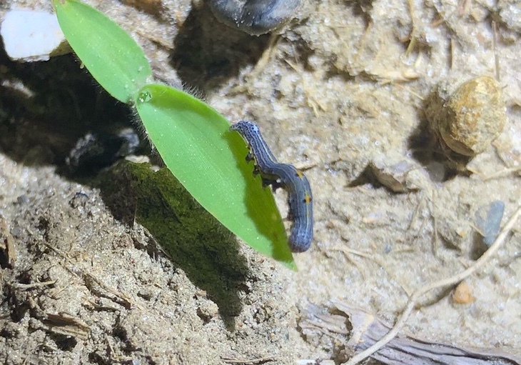 ナカジロシタバの幼虫