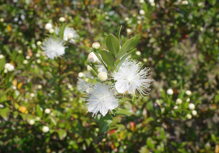 ギンバイカの白い花