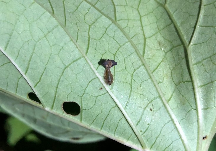 ヨツモンカメノコハムシの幼虫