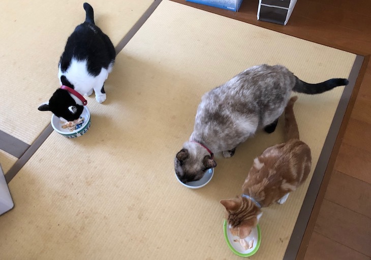猫たちのお昼ごはん