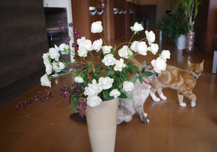 薔薇の花と猫たち