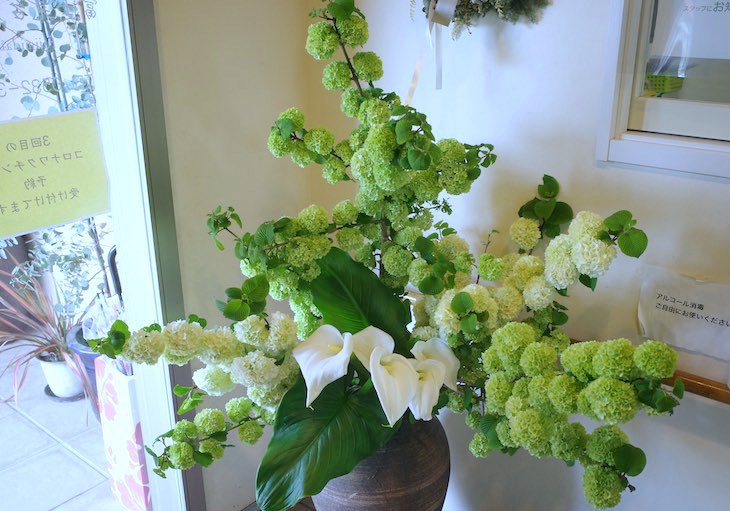 オオデマリの緑と白い花