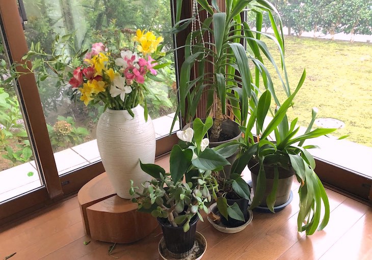 生け花と観葉植物