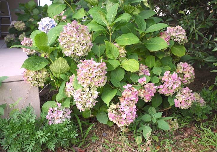 アジサイの花