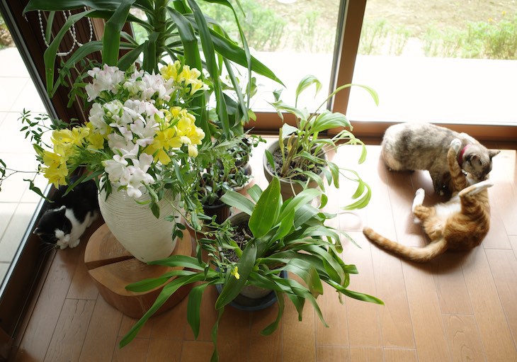 看板猫と生け花