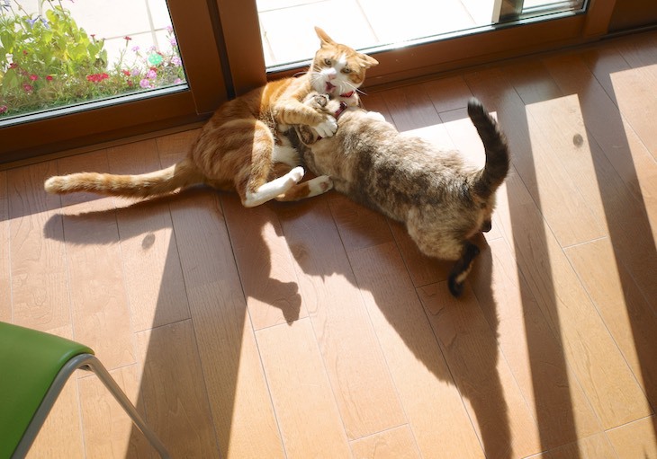 日向の猫たち