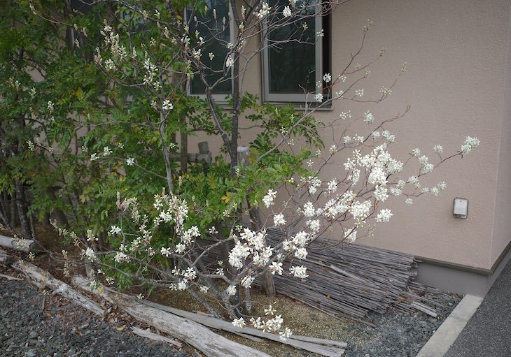 白いジューンベリーの花