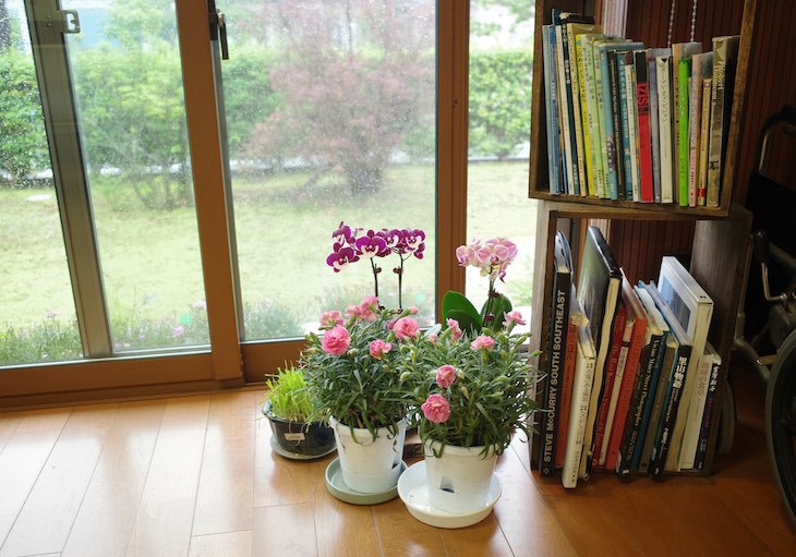 胡蝶蘭と本棚