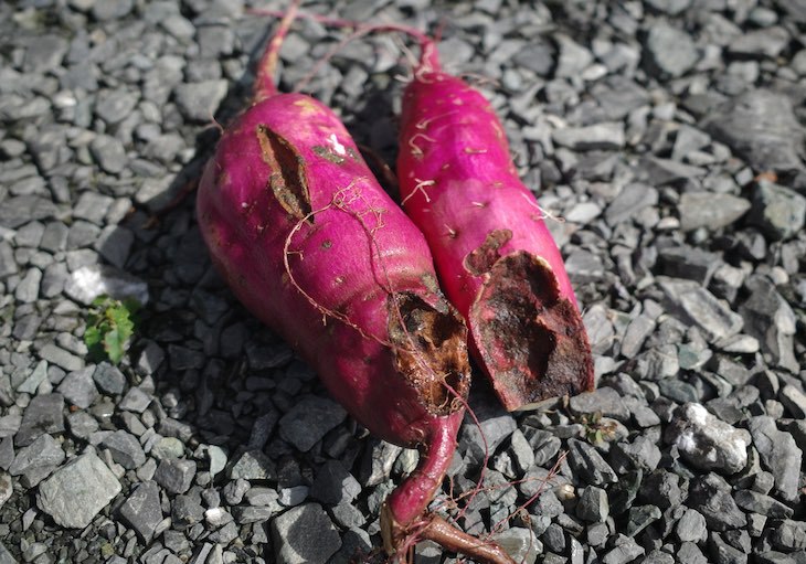 ネズミに食われた芋