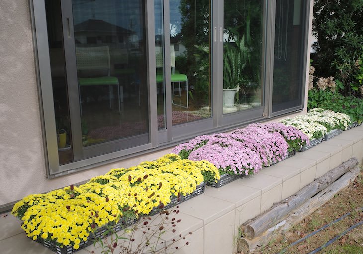 鉢植えの花