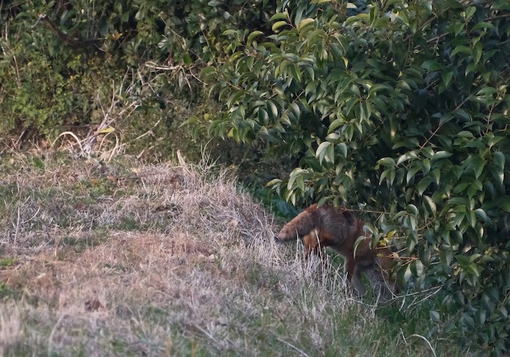 野生のキツネ