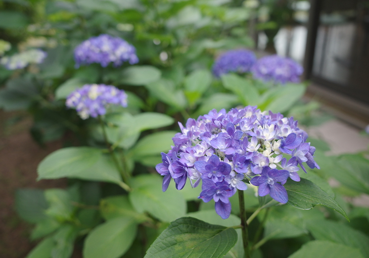 庭の紫陽花