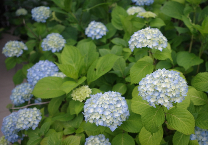 庭の紫陽花
