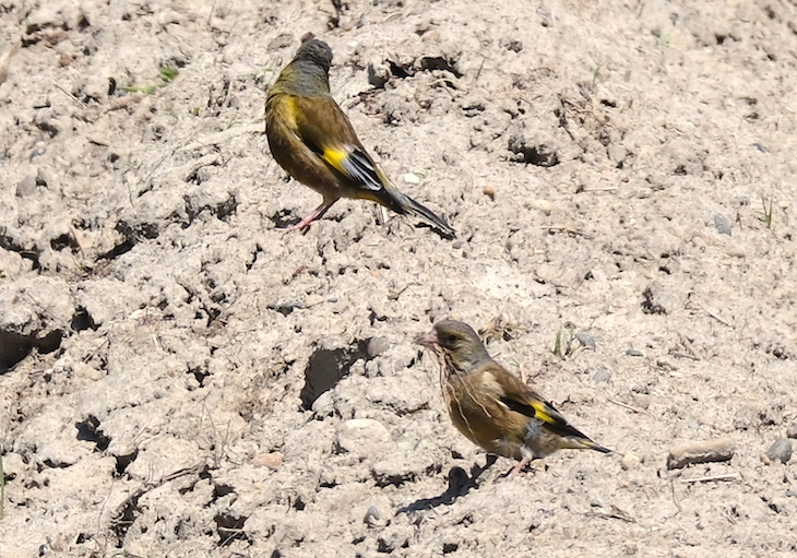 カワラヒワ