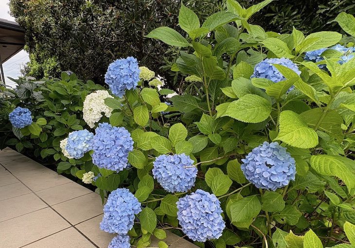 紫陽花