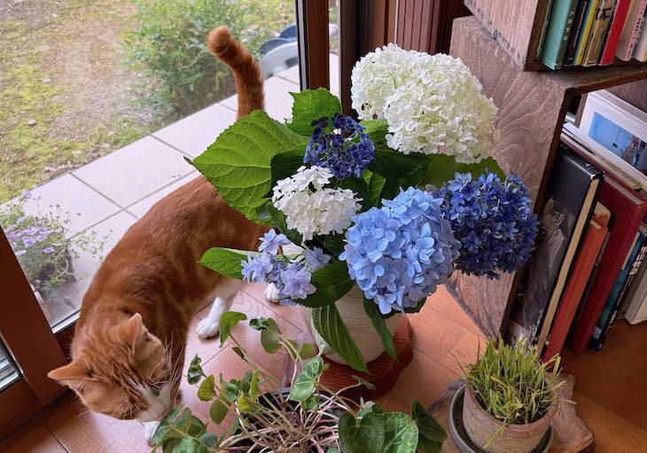 紫陽花