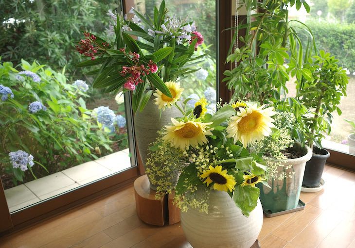 紫陽花とひまわりの競演