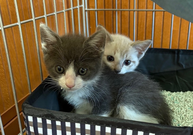 マツとモッチ