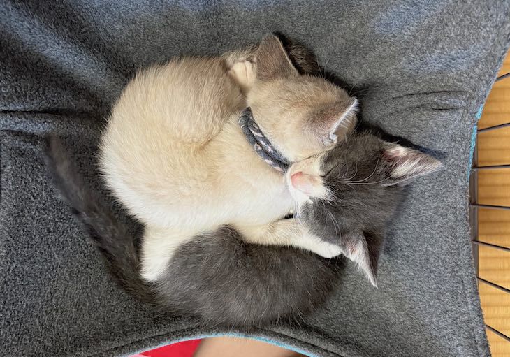 マツとモッチ