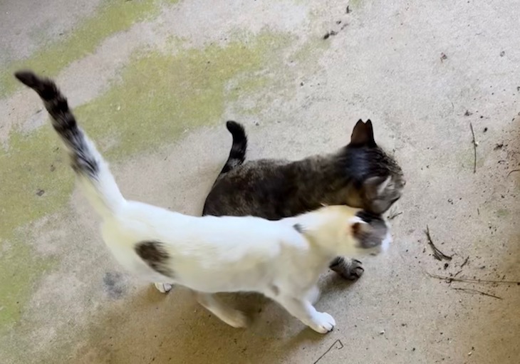 ユキとチャコ