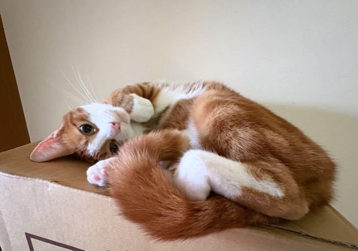 だらけたサブ