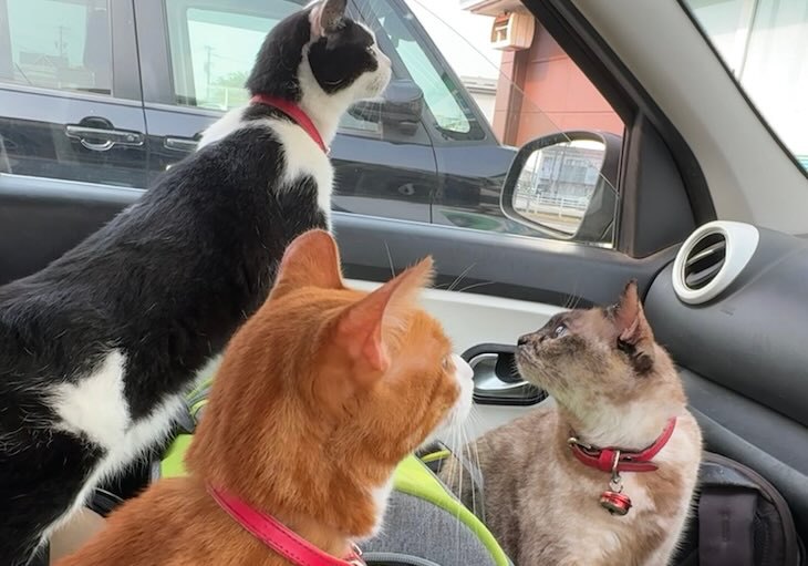 猫たちの出勤