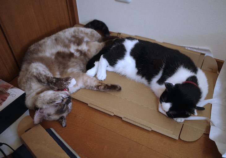 はなとさくら