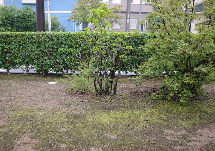 苔庭