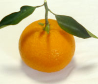 みかん水素③ヘパ③ 楽天市場】みかん 3kg みつばちみかん 宮崎県産 大小混合 ミカン