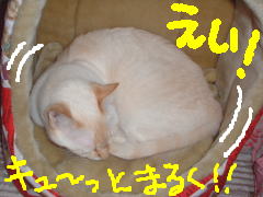 ɐi