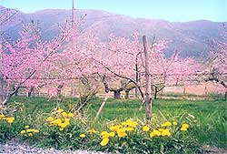 a_004.jpg