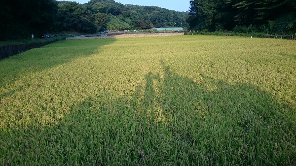 「頭を下げた稲穂に収穫の色が」