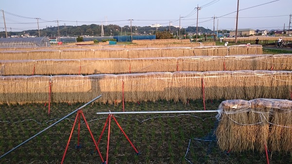 「収穫稲が架けられた稲架が並び尽くす田んぼ」