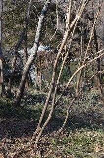 「里山の小動物もびっくり・篠竹がない!」