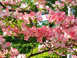 �n�i�~�Y�L