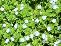 �I�I�C�k�t�O��