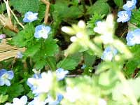 �I�I�C�k�t�O��