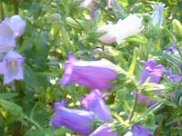 �J���p�j����